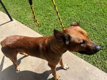 Belgian Shepherd Malinois and Pit Bull Terrier Dogs Available for Adoption in Rowlett, Texas - KING | PetCurious
