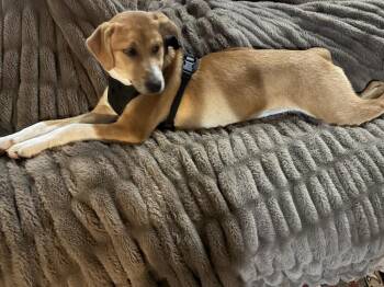 Shepherd Dogs Available for Adoption in Loveland, Ohio - Kane | PetCurious