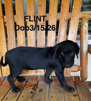 Flint -  Labrador Retriever and Mixed Breed Dog for Adoption in North Richland Hills, Texas - Flint | PetCurious