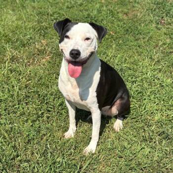 Oreo -  Mixed Breed Dog for Adoption in Greenville, South Carolina - Oreo | PetCurious