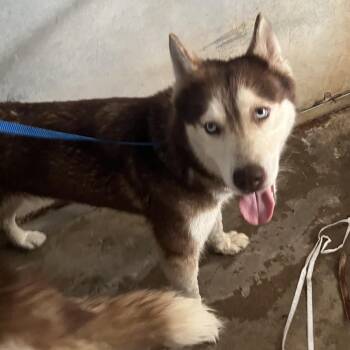 Athena -  Husky Dog for Adoption in Edinburg, Texas - Athena | PetCurious