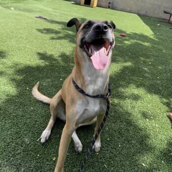 Alexa -  Belgian Shepherd Malinois and Mixed Breed Dog for Adoption in Flagstaff, Arizona - Alexa | PetCurious