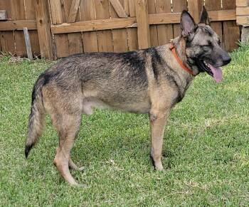 Rocco -  German Shepherd Dog Dog for Adoption in Dallas, Texas - Rocco | PetCurious