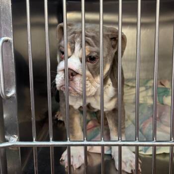 Schmutzy -  English Bulldog Dog for Adoption in Northbrook, Illinois - Schmutzy | PetCurious