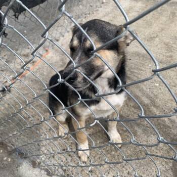 German Shepherd Dog and Mixed Breed Dogs Available for Adoption in Tacoma, Washington - Tulip | PetCurious