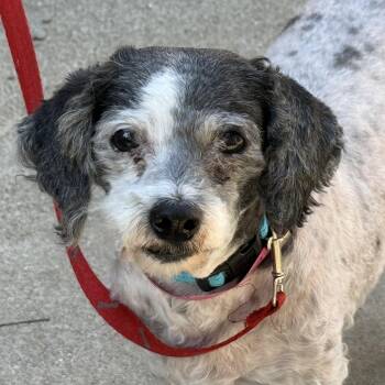 Poodle and Miniature Schnauzer Dogs Available for Adoption in Pleasanton, California - Amy | PetCurious