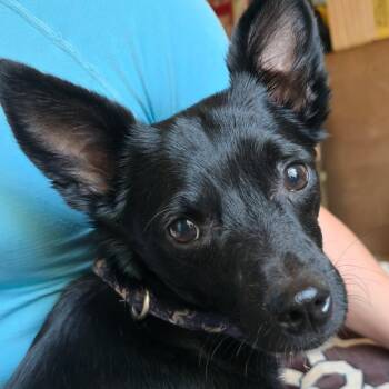Cool Kenny -  Chihuahua and Schnauzer Dog for Adoption in La Center, Washington - Cool Kenny | PetCurious