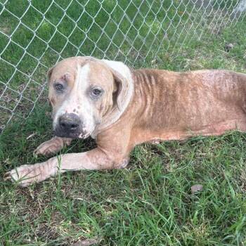 Girl D46117 -  Pit Bull Terrier Dog for Adoption in Corsicana, Texas - Girl D46117 | PetCurious