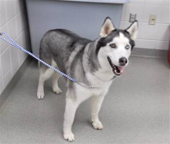 Siberian Husky and Mixed Breed Dogs Available for Adoption - EDDIE | PetCurious