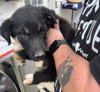 Bill -  Shepherd and Terrier Dog Available for Adoption in St. George, Utah - Bill | PetCurious