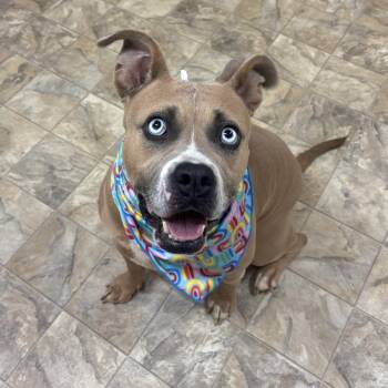 Izza -  Terrier Dog for Adoption in Pilot Point, Texas - Izza | PetCurious
