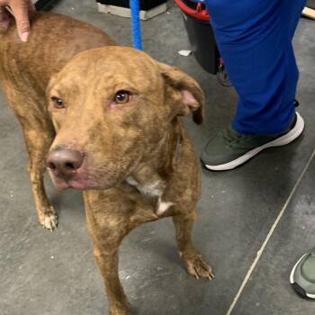 Mixed Breed Dogs Available for Adoption in Dickinson, Texas - Goldilocks | PetCurious