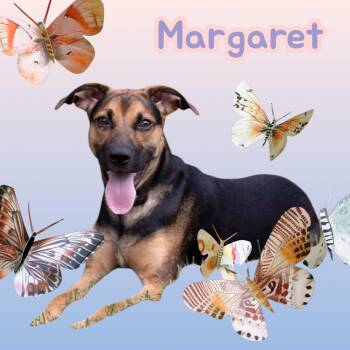 Rescue German Shepherd Dog Dogs for Adoption in Chuckey, Tennessee - Margaret - NC | PetCurious