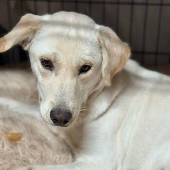 Labrador Retriever and Yellow Labrador Retriever Dogs Available for Adoption - Willow | PetCurious