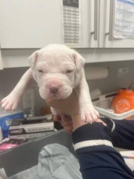 Mixed Breed Dogs Available for Adoption - Alpha | PetCurious