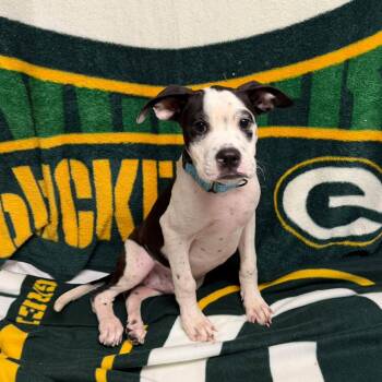 Itchy the terrier mix puppy -  American Staffordshire Terrier and Boxer Dog for Adoption in Muskego, Wisconsin - Itchy The Terrier Mix Puppy | PetCurious