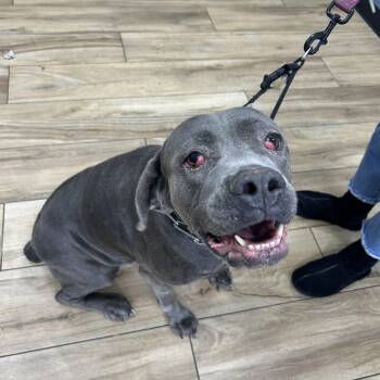 Rescue Cane Corso Dogs for Adoption in Newark, New Jersey - Blu | PetCurious