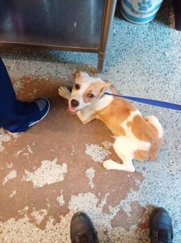 Donkey -  Pit Bull Terrier Dog for Adoption in Mobile, Alabama - Donkey | PetCurious