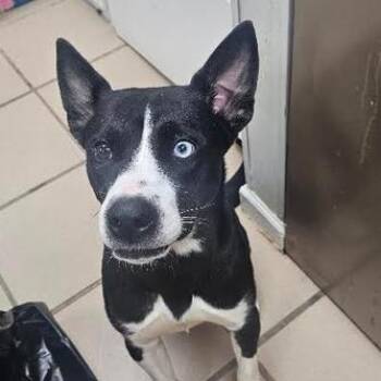 Saturn -  Husky and Mixed Breed Dog for Adoption in Starkville, Mississippi - Saturn | PetCurious