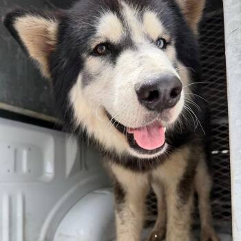 Dash -  Husky and Mixed Breed Dog for Adoption in Edinburg, Texas - Dash | PetCurious