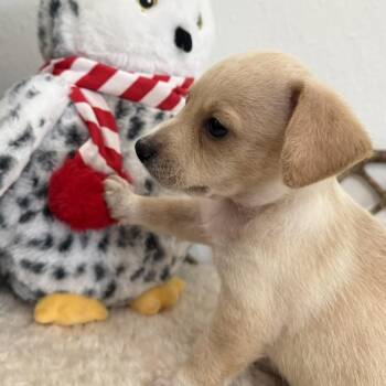 Rex -  Terrier Dog for Adoption in Spring, Texas - Rex | PetCurious