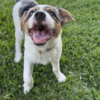 Maci -  Australian Cattle Dog Blue Heeler and Great Pyrenees Dog for Adoption in Port Richey, Florida - Maci | PetCurious
