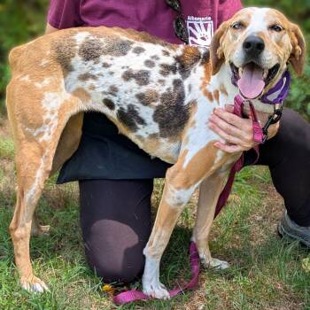 Peach Pie -  Catahoula Leopard Dog and Hound Dog for Adoption in Charlottesville, Virginia - Peach Pie | PetCurious