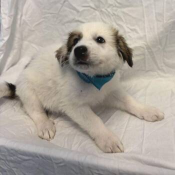 Ghost -  Mixed Breed Dog for Adoption in Canal Winchester, Ohio - Ghost | PetCurious