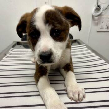Australian Shepherd Dogs Available for Adoption - AAD New Arrival!  Iris - 26029 | PetCurious