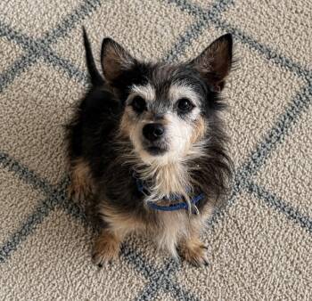 Toto -  Cairn Terrier Dog for Adoption in Ooltewah, Tennessee - Toto | PetCurious