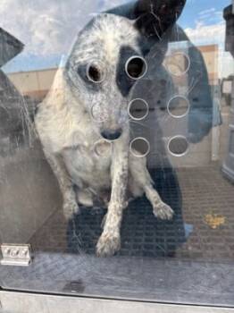 Rescue Cattle Dog and Mixed Breed Dogs for Adoption in Fresno, California - Sage | PetCurious