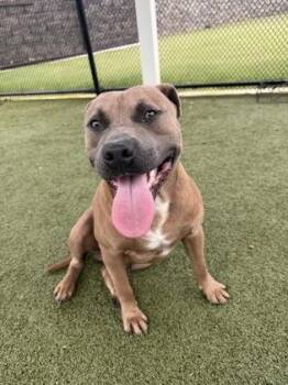 Flaco -  American Bulldog and Mixed Breed Dog Available for Adoption in Daphne, Alabama - Flaco | PetCurious