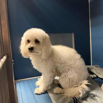 Corky -  Poodle Dog for Adoption in Yuma, Arizona - Corky | PetCurious