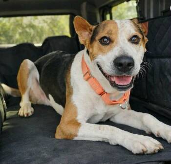 PEPPER - Needs a Foster or Adopter -  Treeing Walker Coonhound Dog for Adoption in Largo, Florida - PEPPER - Needs A Foster Or Adopter | PetCurious