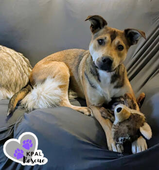 Rescue Australian Cattle Dog Blue Heeler and Pit Bull Terrier Dogs for Adoption in Kenai, Alaska - Sergio - Blue Jeans Litter | PetCurious