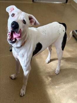 Rescue Australian Terrier and Pit Bull Terrier Dogs for Adoption in Derwood, Maryland - Kilo | PetCurious