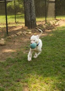 Cuervo 63146 -  Mixed Breed Dog for Adoption in Aiken, South Carolina - Cuervo 63146 | PetCurious