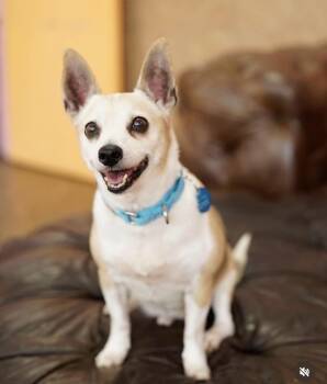 Alitas -  Chihuahua Dog for Adoption in Pasadena, California - Alitas | PetCurious