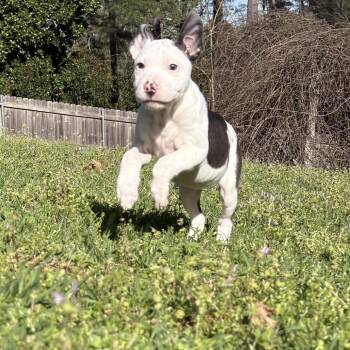 Pit Bull Terrier and Mixed Breed Dogs Available for Adoption - Maxine | PetCurious