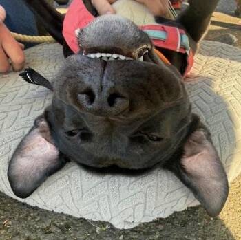 Pit Bull Terrier Dogs Available for Adoption in Portland, Oregon - Collin | PetCurious