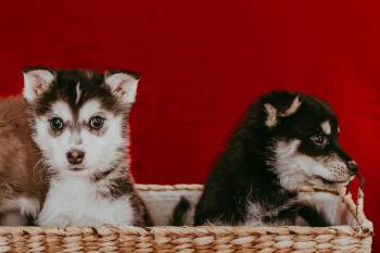 Australian Shepherd and Siberian Husky Dogs Available for Adoption - Snow Drop | PetCurious