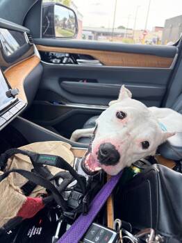 Kane -  Mixed Breed Dog for Adoption - Kane | PetCurious