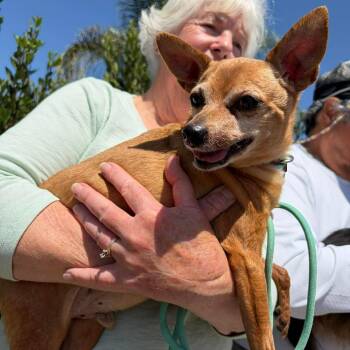 Chihuahua Dogs Available for Adoption in Ramona, California - Toffee | PetCurious