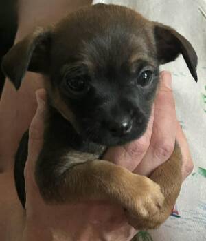 Keanu -  Chihuahua Dog for Adoption in Menomonee Falls, Wisconsin - Keanu | PetCurious