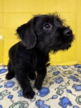 Leia -  Mixed Breed Dog for Adoption in Houston, Texas - Leia | PetCurious