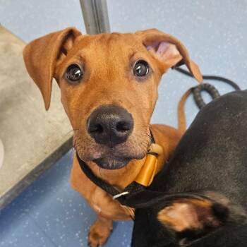 Santas Little Helper (Courage) -  Doberman Pinscher and Mixed Breed Dog for Adoption in Watertown, New York - Santas Little Helper (Courage) | PetCurious