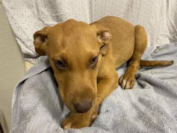 Vizsla and Mixed Breed Dogs Available for Adoption in Modesto, California - DAPHNE | PetCurious