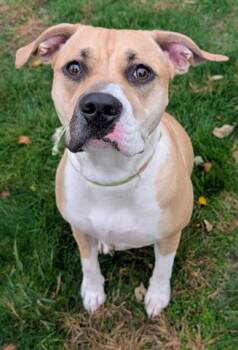 Pit Bull Terrier and Mixed Breed Dogs Available for Adoption - NORA | PetCurious