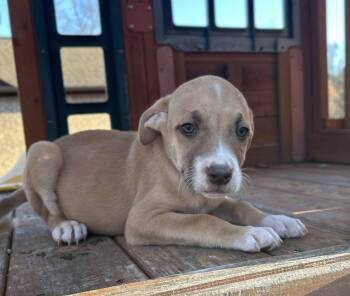 Rescue Labrador Retriever and Carolina Dog Dogs for Adoption in Warrior, Alabama - TomTom | PetCurious
