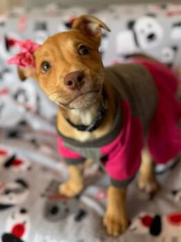 Pit Bull Terrier and Shepherd Dogs Available for Adoption - Cheerio | PetCurious